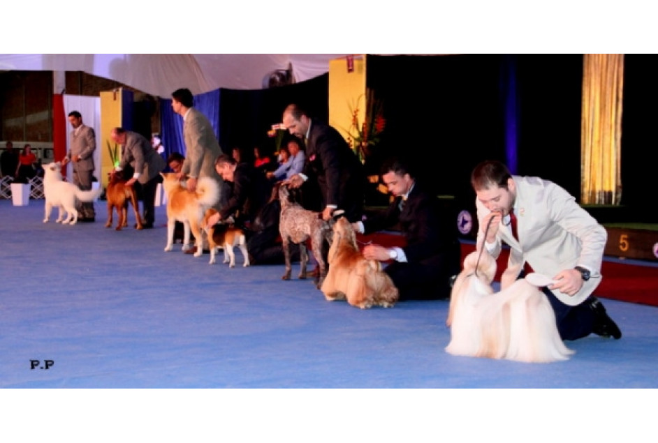 Exposição Internacional de Cães será realizada em Garibaldi