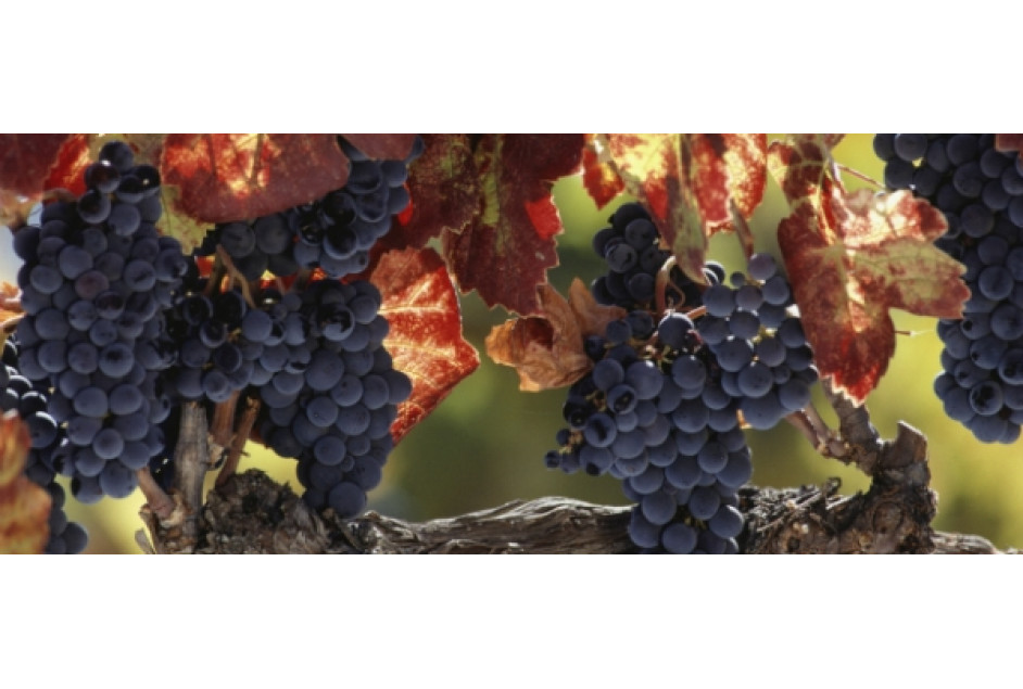 Setor vinícola retoma mercado em 2013 e aumenta vendas em 10% 