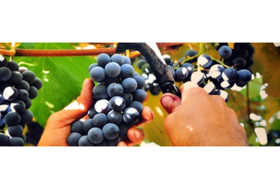 Abertas as inscrições para o 4º Concurso Fotografando a Vindima